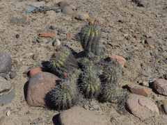 Copiapoa coquimbana
