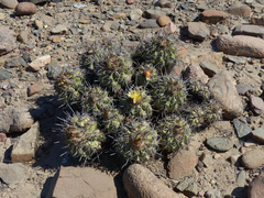 Copiapoa coquimbana