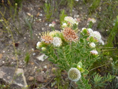 Leucospermum truncatulum