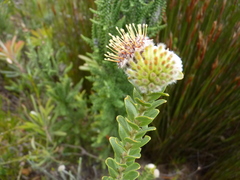 Leucospermum truncatulum