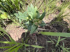 Xysmalobium undulatum