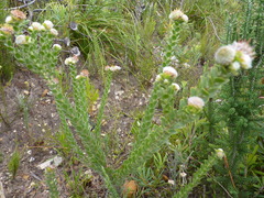 Leucospermum truncatulum