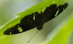 Celaenorrhinus putra