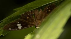 Celaenorrhinus putra