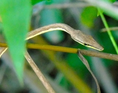 Oxybelis microphthalmus