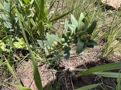 Xysmalobium undulatum