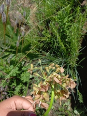 Eulophia streptopetala