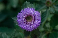 Centratherum punctatum