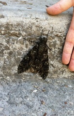 Cocytius antaeus