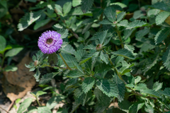 Centratherum punctatum