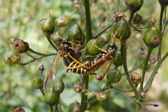 Tenthredo scrophulariae