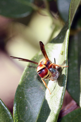 Euodynerus pratensis