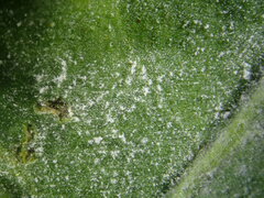 Podosphaera erigerontis-canadensis