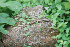 Eutropis