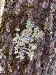 Flavoparmelia caperata