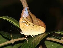 Tanaecia cocytus