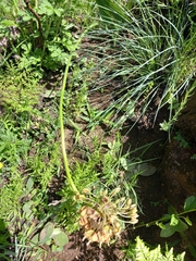 Eulophia streptopetala