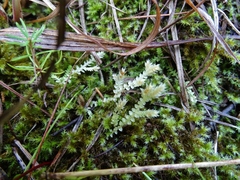 Selaginella eclipes