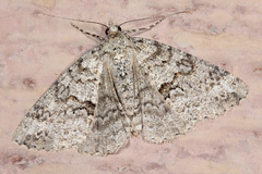 Ascotis fortunata