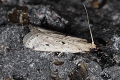 Phycitodes lacteella