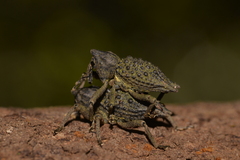 Poropterus ellipticus