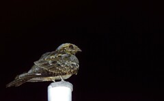 Caprimulgus ruficollis
