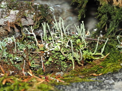 Cladonia ochrochlora