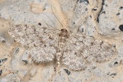 Idaea vilaflorensis