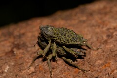 Poropterus ellipticus