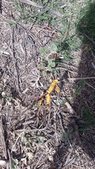 Prosopis strombulifera