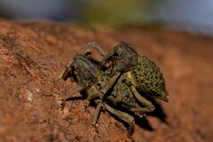 Poropterus ellipticus