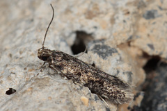 Gelechiidae