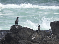 Phalacrocorax capensis