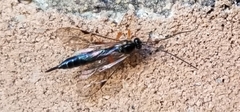 Pimpla pedalis