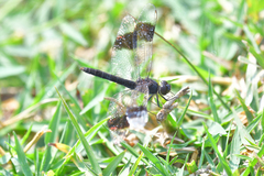 Brachythemis leucosticta