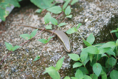 Eutropis