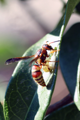 Euodynerus pratensis