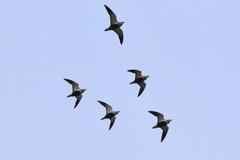 Pterocles orientalis arenarius