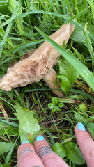 Clitocybe brunneocephala