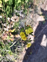 Youngia