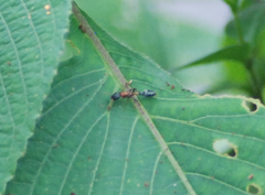 Tetraponera rufonigra