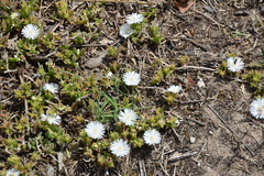 Delosperma litorale