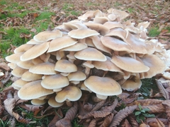 Armillaria