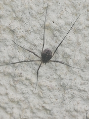 Opilio saxatilis