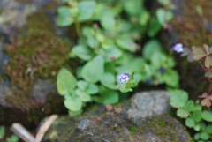 Torenia crustacea