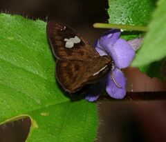 Celaenorrhinus asmara