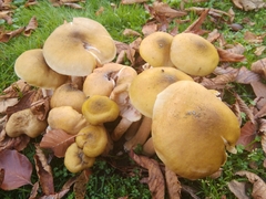 Armillaria