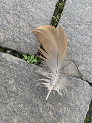 Alopochen aegyptiaca