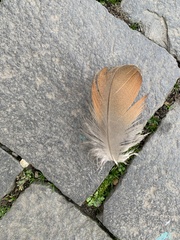 Alopochen aegyptiaca