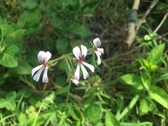 Pelargonium ranunculophyllum